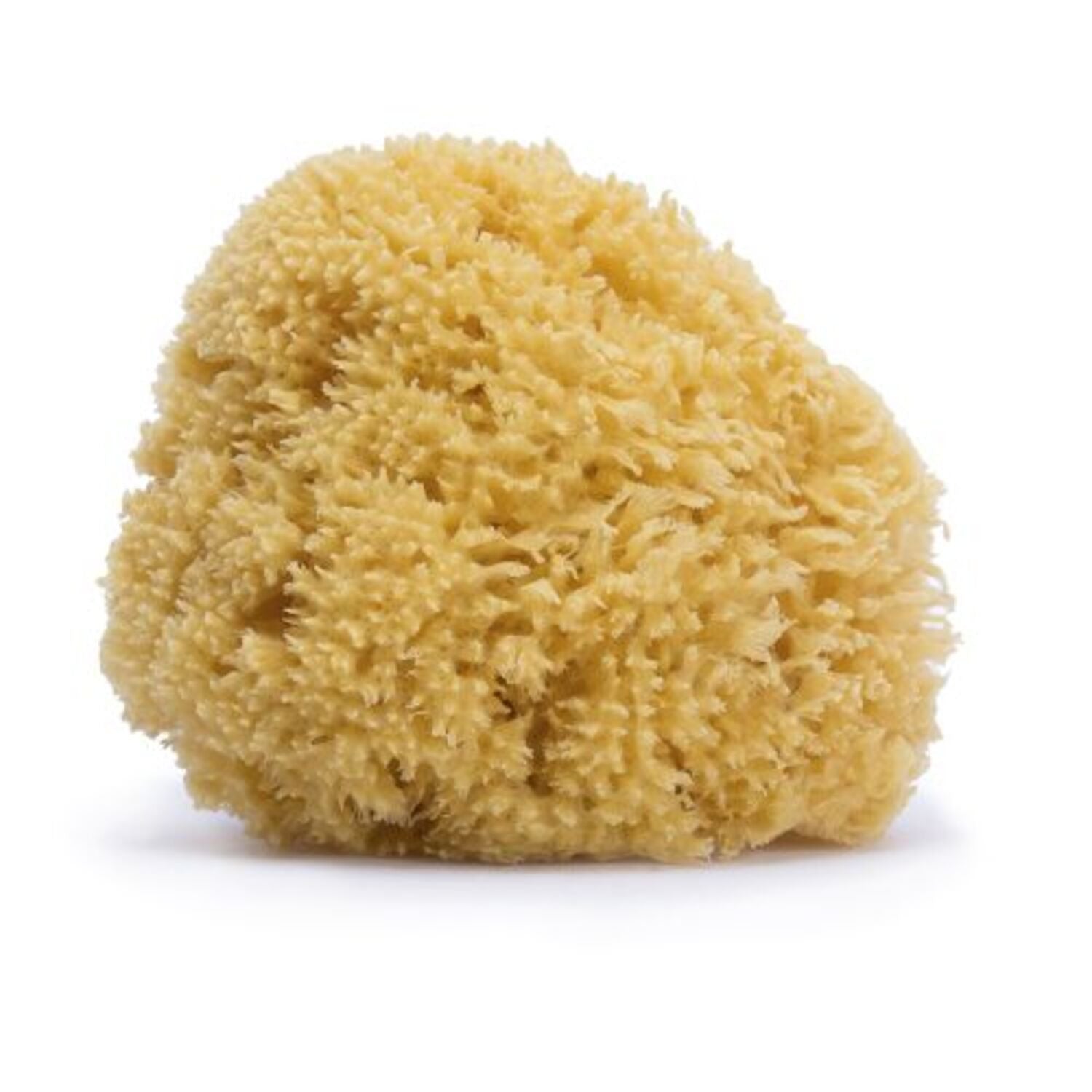 Large Natural Sponge